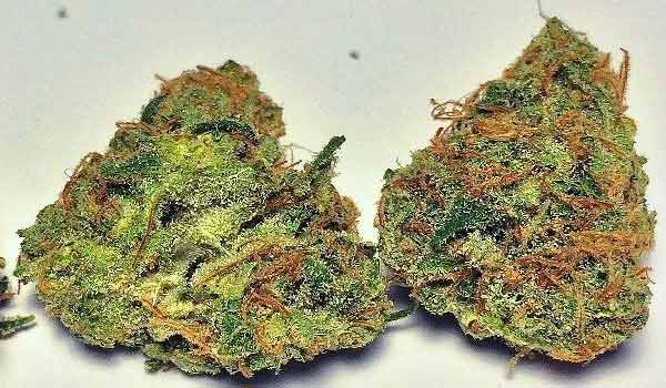 Le Silver Royale Strain Effects