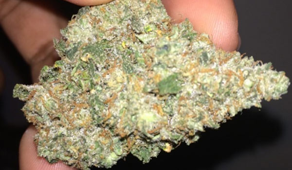 Le Silver Royale Strain Medical