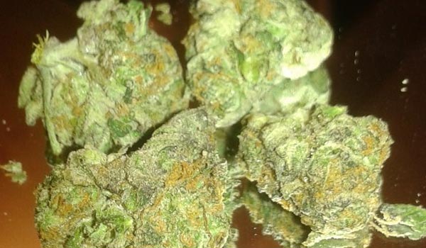Pink Sunset Strain Growing
