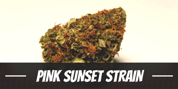 Pink Sunset Strain