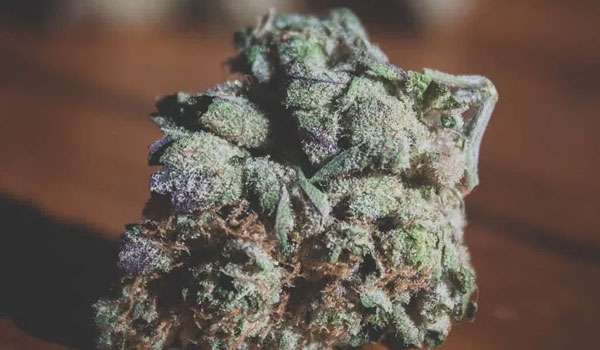 Scooby Snacks Strain Effects