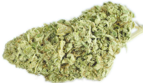 White Gorilla Strain Effects