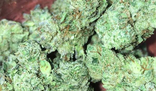 White Gorilla Strain Growing