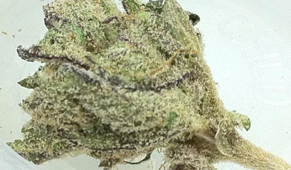 Ape Shit Strain Effects