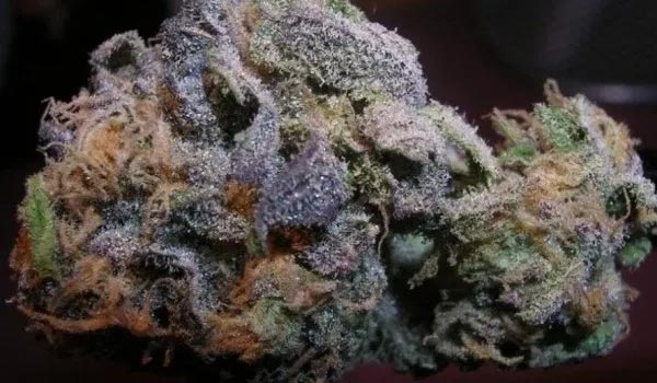 Ape Shit Strain Growing
