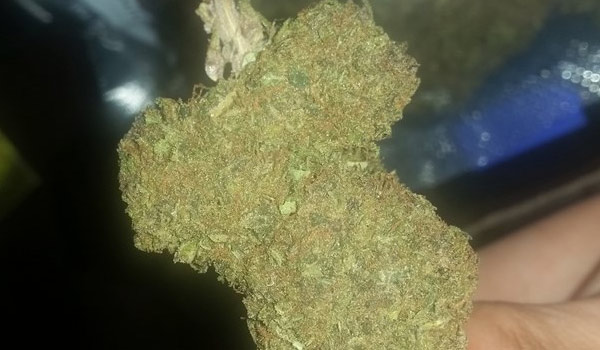 Ape Shit Strain Medical