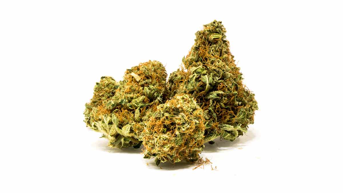 Apple Kush Strain Allbud at Brian Martin blog