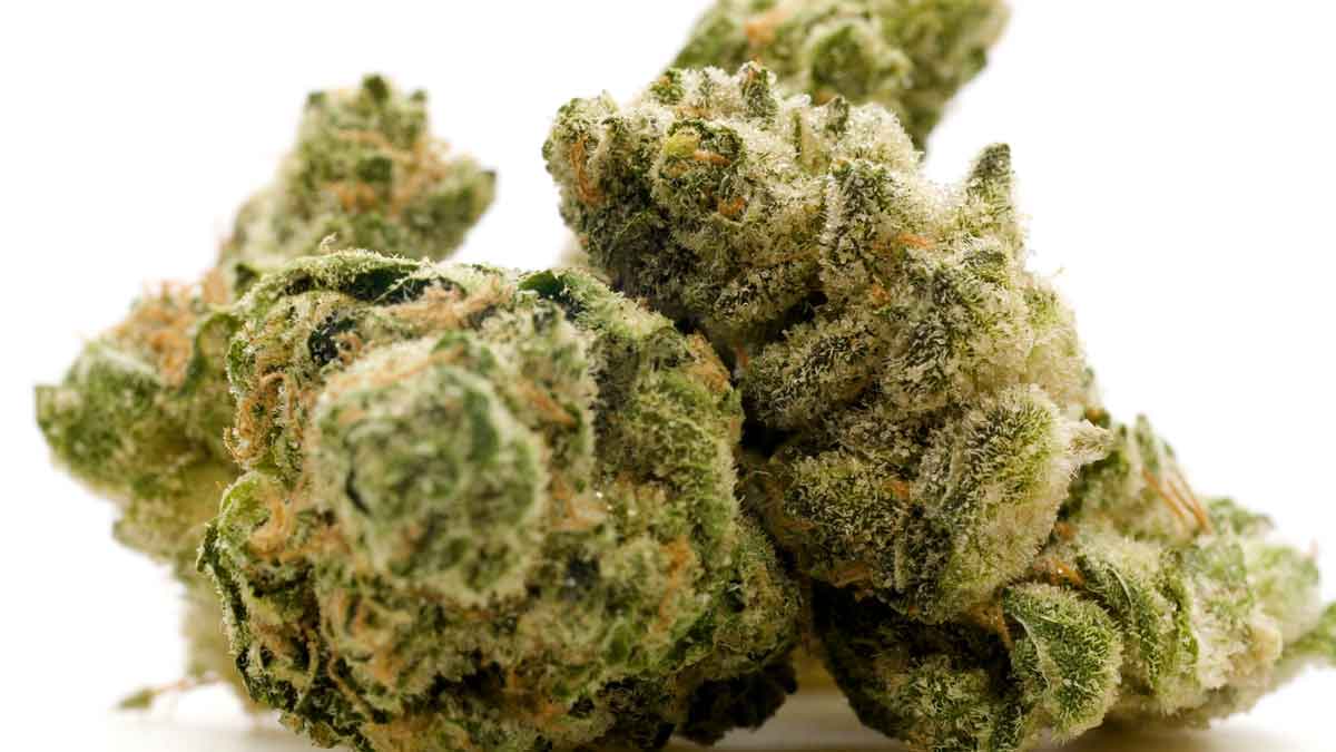 Best OG Strains of All Time Top 5 Original Strains List [2021]