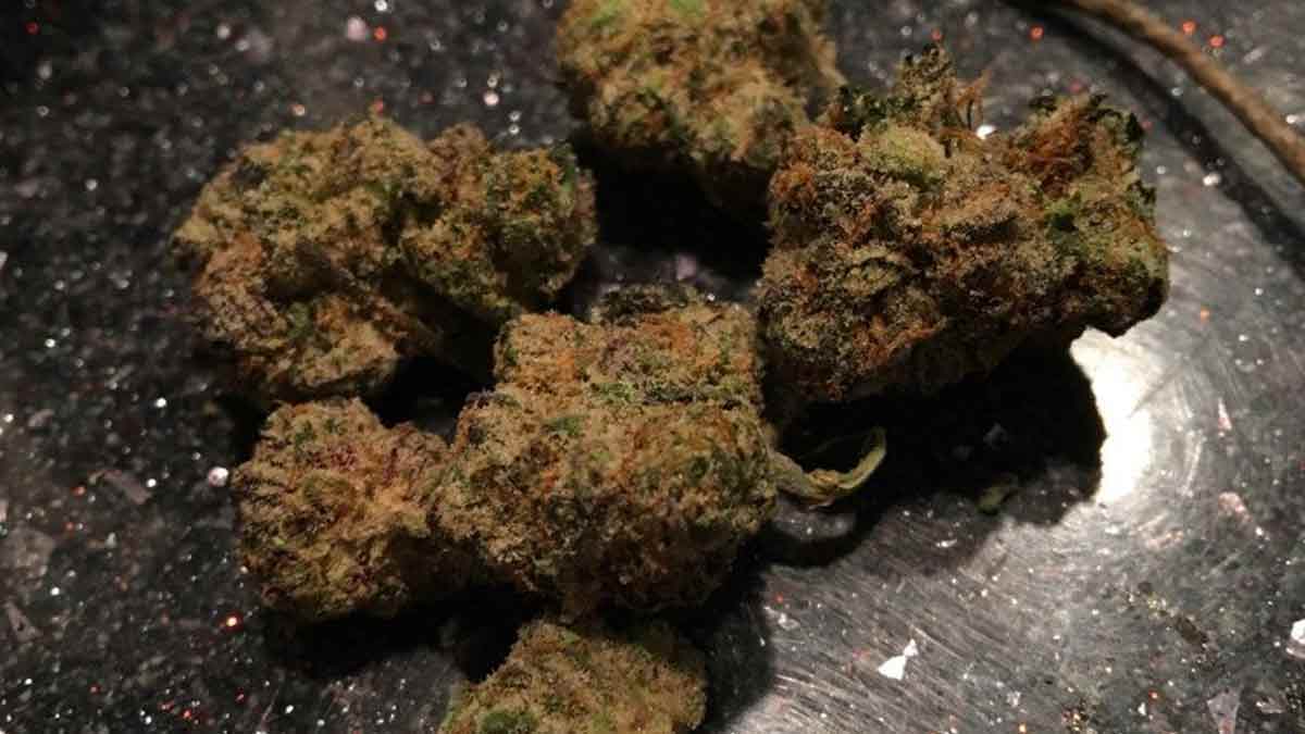 Cherry Sherbet Strain Review I Love Growing Marijuana