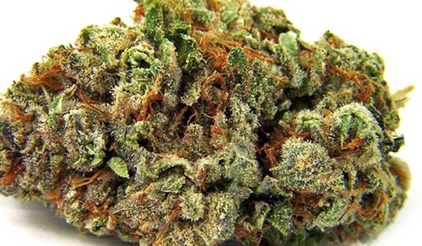 Critical Kush Effects