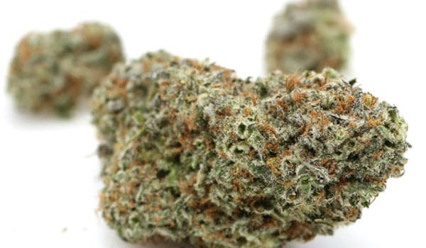 Critical Kush Medical