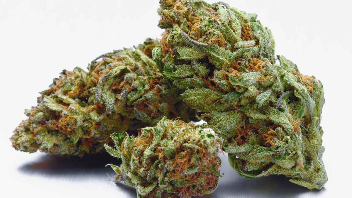 Dr. Bubbles Strain Review I Love Growing Marijuana