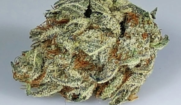 Extreme OG Strain Growing
