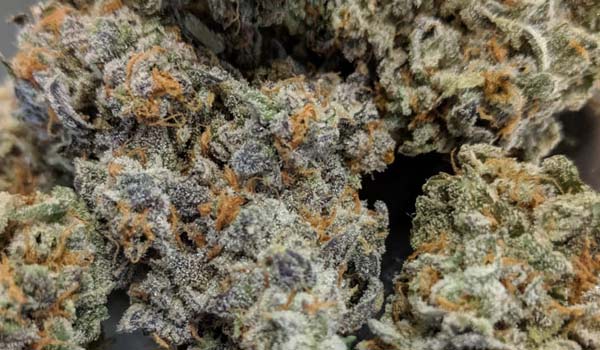 Fruit Loops Strain Medical