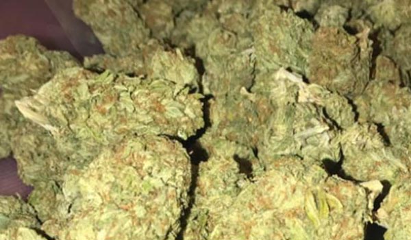 Moonwalker Kush Strain Medical