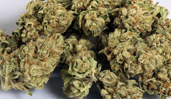 OG Kush Strain Effects