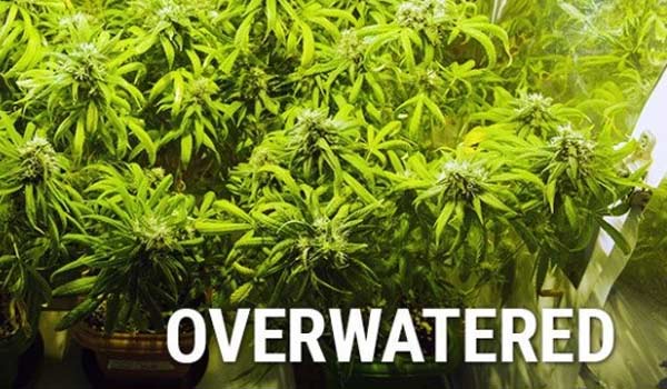 Overwatering