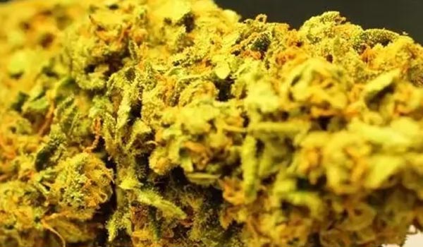 Rebel God Smoke Strain Growing