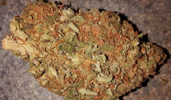 Rebel God Smoke Strain Medical
