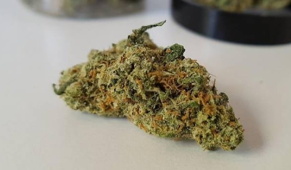Super Lemon Haze Growing