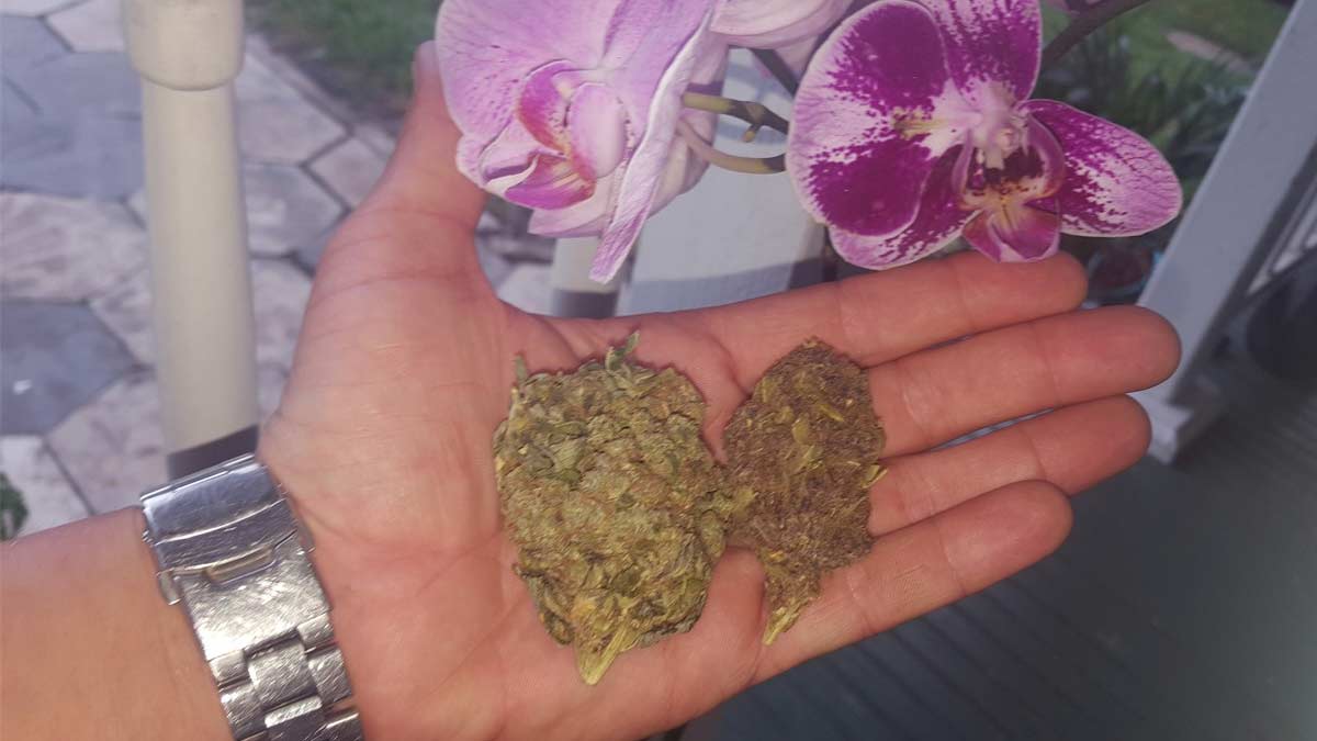 Trash Strain Review I Love Growing Marijuana