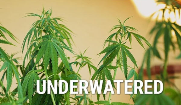 Underwatering