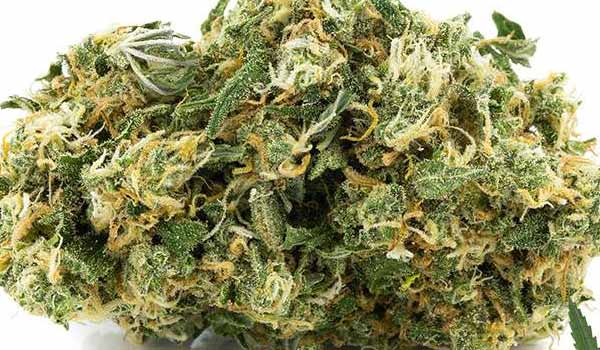 AK-47 Strain Growing