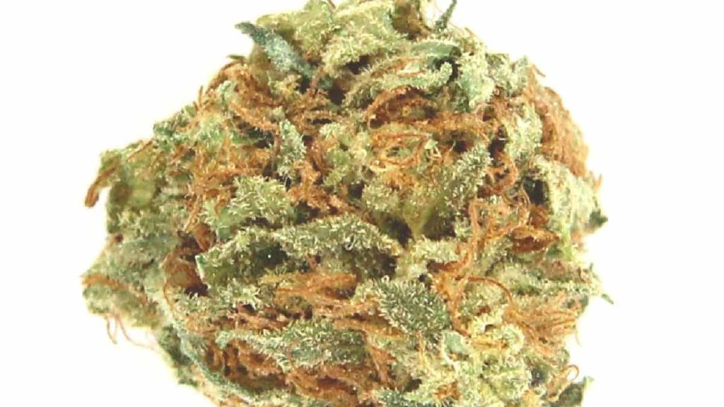 AK-47 Strain