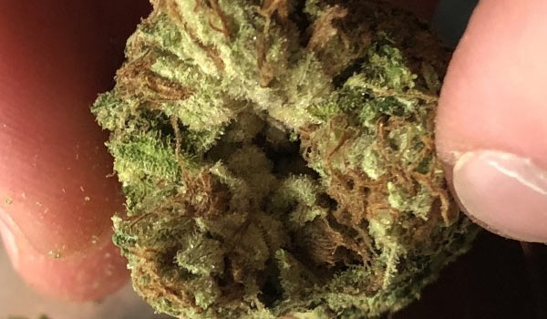 Anonymous OG Strain Effects