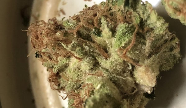 Anonymous OG Strain Growing