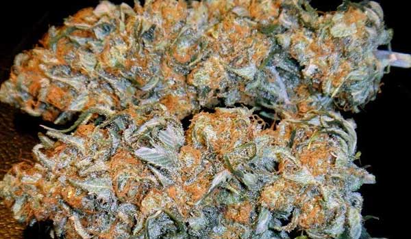 Aurora Indica Strain Growing