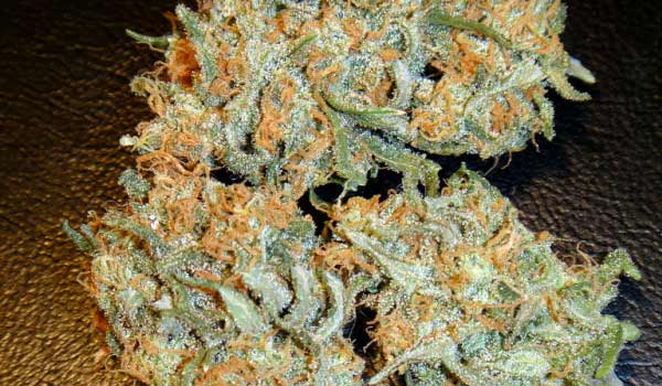 Aurora Indica Strain Medical