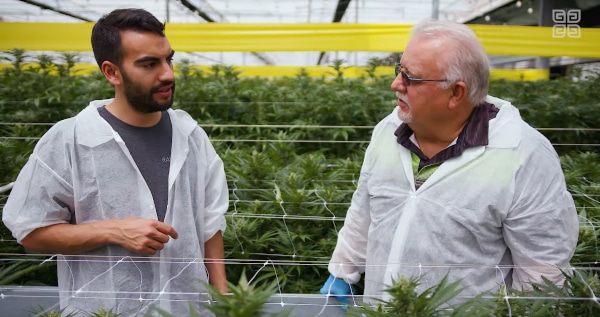 cannabis flowering