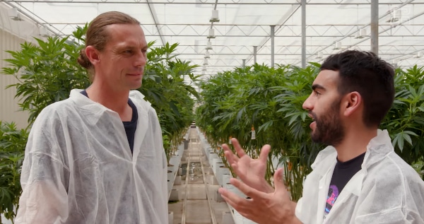 cannabis genetics and propagation