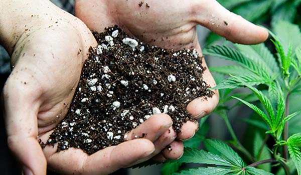 Cannabis soil problems