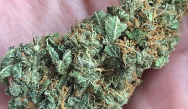 Ghost OG Moonshine Strain Effects
