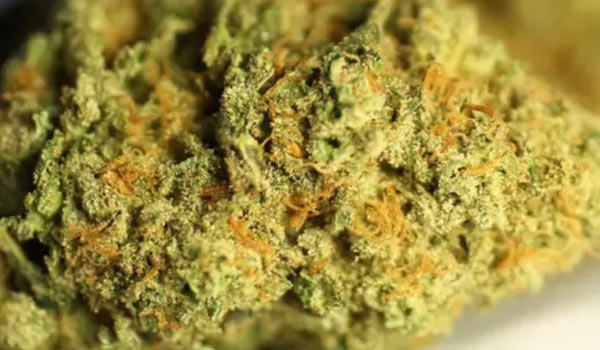 Gupta Haze Strain Effects