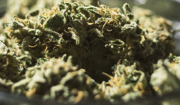 Gupta Haze Strain Growing