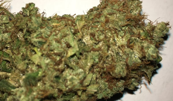 Gupta Haze Strain Medical