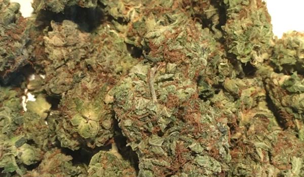 L.A. Sunshine Strain Effects