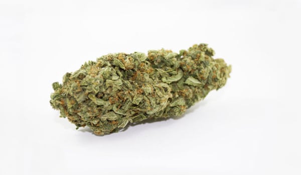 L.A. Sunshine Strain Growing