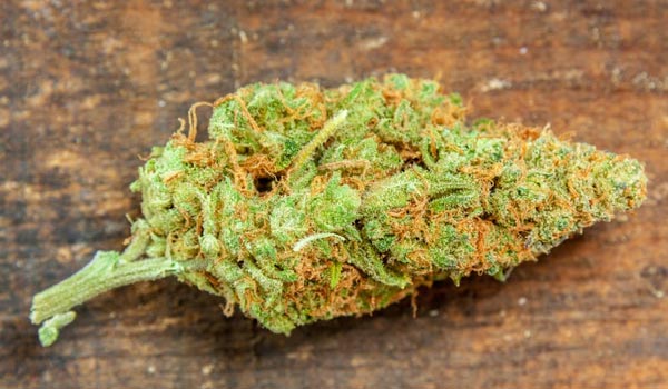 L.A. Sunshine Strain Medical