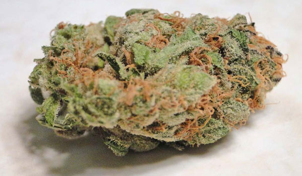 Mendocino Purps Strain Effects
