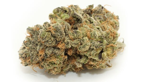 Mendocino Purps Strain Growing