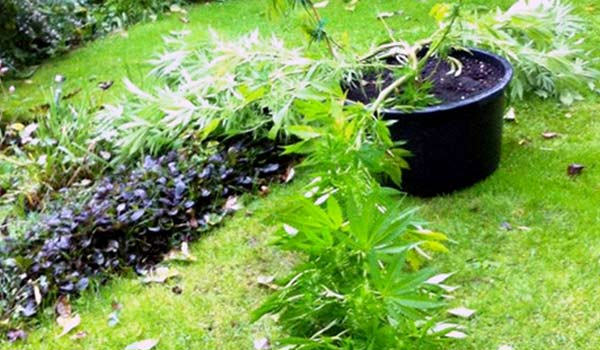 What To Do When Your Marijuana Plant Was Knocked Down