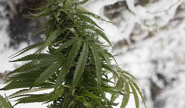 cannabis and weather