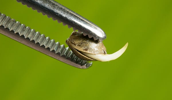 marijuana seeds wont germinate