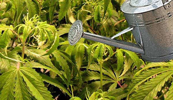 over watered cannabis