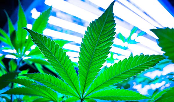 pruning cannabis plants