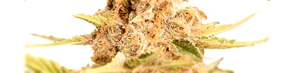 Girl Scout Cookies (extreme)